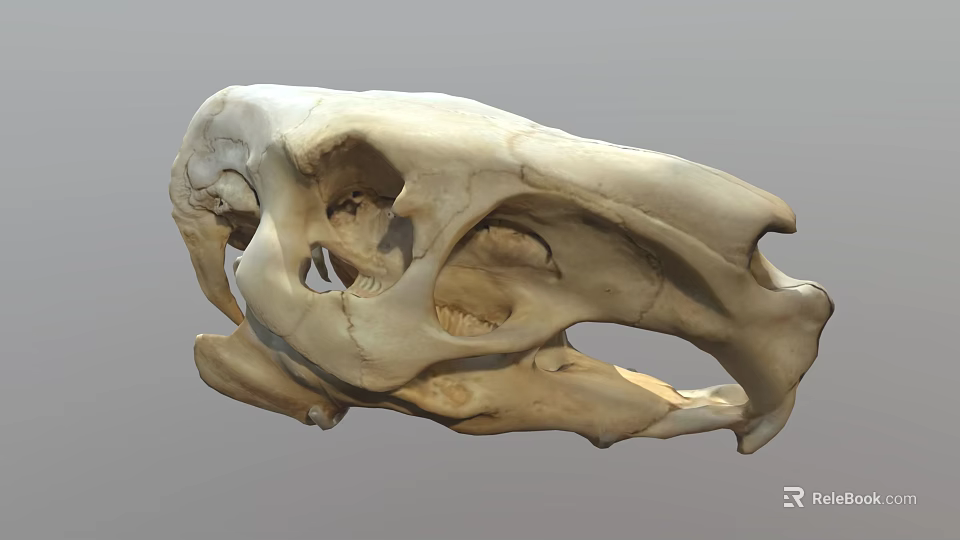 Detailed Anatomical Structure Of Flying Animal Skull With Natural Bone Features And Texture 3d model 