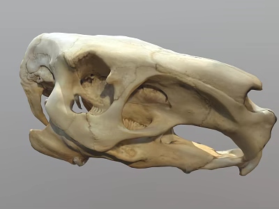 Detailed Anatomical Structure Of Flying Animal Skull With Natural Bone Features And Texture 3d model