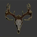 Deer Skull With Large Antlers And Detailed Bone Structure On White Background