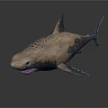 Grayish Brown Spotted Shark Model With Open Mouth Sharp Teeth On Dark Background With Reflection