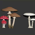 Colorful Mushroom Varieties With Red Spotted Orange And White Caps