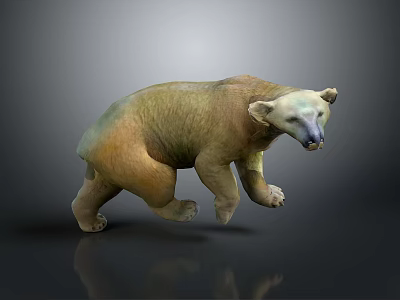 Polar Bear 3D Model Standing On Gray Background With Floor Reflection 3d model