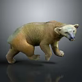 Polar Bear 3D Model Standing On Gray Background With Floor Reflection 3d model