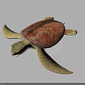 Realistic Sea Turtle With Red Textured Shell And Orange Brown Flippers 3d model