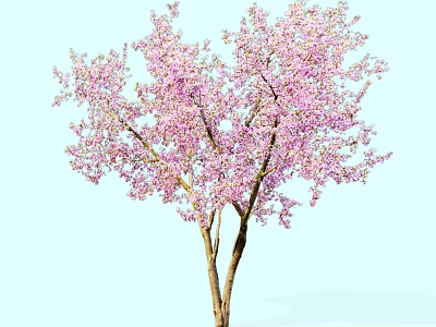 Beautiful Tree With Pink Blossoms And Twin Trunks Against Light Blue Sky 3d model