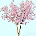 Beautiful Tree With Pink Blossoms And Twin Trunks Against Light Blue Sky