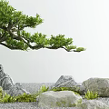 Courtyard Garden With Green Tree Rocks Small Plants And Gravel Ground
