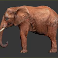 Red Elephant Model Standing With White Tusks On Black Background With Reflection