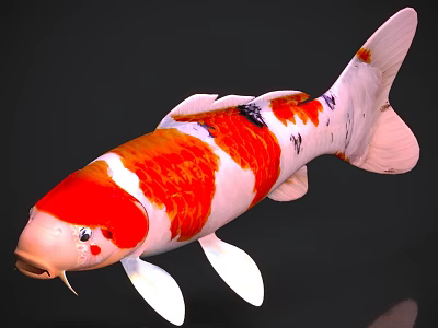 Elegant Red And White Koi Fish With Distinctive Pattern And Colorful Scales 3d model