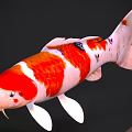 Elegant Red And White Koi Fish With Distinctive Pattern And Colorful Scales