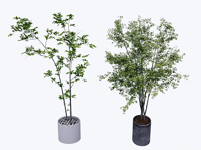 Two Bonsai Potted Trees with Green Lush Foliage in White and Dark Cylindrical Pots 3d model