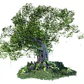 Lush Green Arbor With Thick Trunk And Moss Covered Roots Surrounded By Stones And Grass