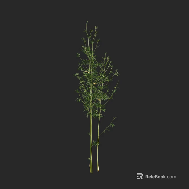 Tall Green Bamboo Plant Featuring Slender Stems And Lush Fresh Leaves 3d model 