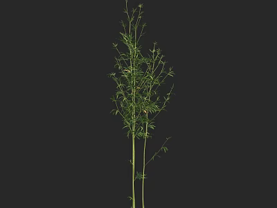 Tall Green Bamboo Plant Featuring Slender Stems And Lush Fresh Leaves 3d model