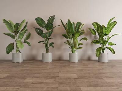 Large Leaf Potted Plants In Light Gray Pots On Wooden Floor With Beige Wall 3d model