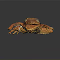 Orange Spotted Frog With White Patch And Long Limbs Against Dark Background