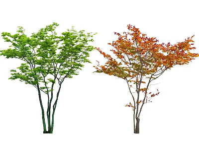 Two Arbor Trees Displaying Contrasting Green And Red Foliage On White Background 3d model