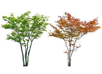 Modern Tree Park Tree Chinese Tarib Tree Cluster Tree Red Maple Model Tree Street Tree Large Arbor Landscape Tree Ornamental Tree 3d model