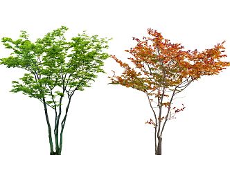 Modern Tree Park Tree Chinese Tarib Tree Cluster Tree Red Maple Model Tree Street Tree Large Arbor Landscape Tree Ornamental Tree 3d model