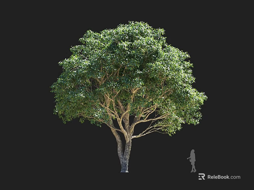 Tall Arbor With Lush Green Leaves Double Trunk And Human Silhouette Isolated On Black Background 3d model 