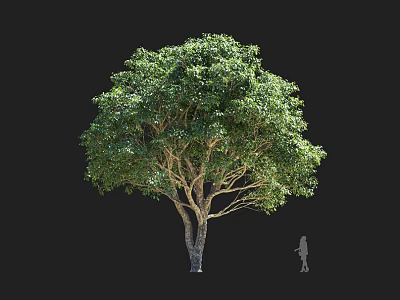 Tall Arbor With Lush Green Leaves Double Trunk And Human Silhouette Isolated On Black Background 3d model