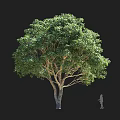 Tall Arbor With Lush Green Leaves Double Trunk And Human Silhouette Isolated On Black Background