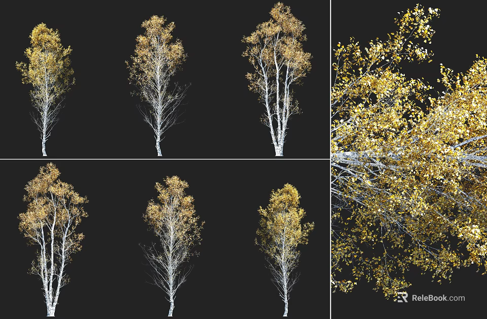 Trees With Yellow Leaves And White Trunks In Various Views And Detailed Branches 3d model 
