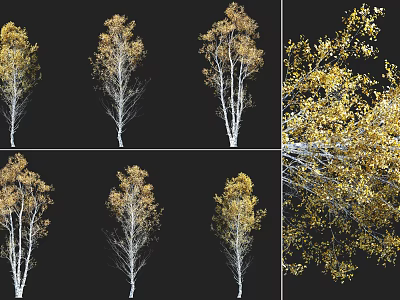 Trees With Yellow Leaves And White Trunks In Various Views And Detailed Branches 3d model