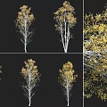 modern autumn birch tree arbor plant autumn dwarf curly forest birch tree courtyard birch tree street tree garden tree birch tree strong birch plush birch black birch 3d model