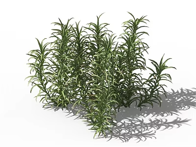 Lush Green Herbaceous Plants with Slender Leaves and Dense Clusters 3d model