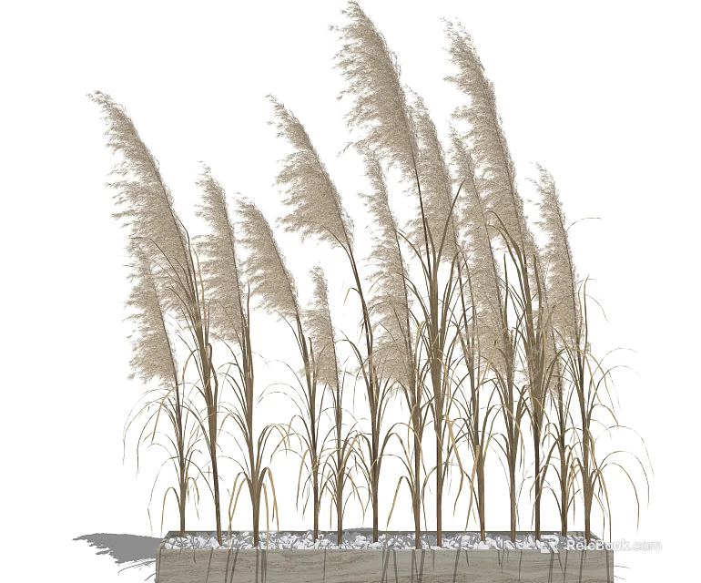 Elegant Tall Ornamental Grasses with Feathery Plumes for Garden Landscaping Design 3d model 