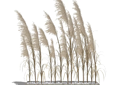 Elegant Tall Ornamental Grasses with Feathery Plumes for Garden Landscaping Design 3d model
