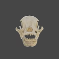 Detailed Anatomical Animal Skull Structure With Visible Teeth And Bone Features