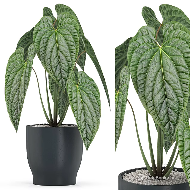 Potted Plant With Large Textured Green Leaves In Black Pot For Indoor Decoration 3d model 