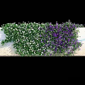 Climbing Vines With White And Purple Flowers On Green Leafy Wall
