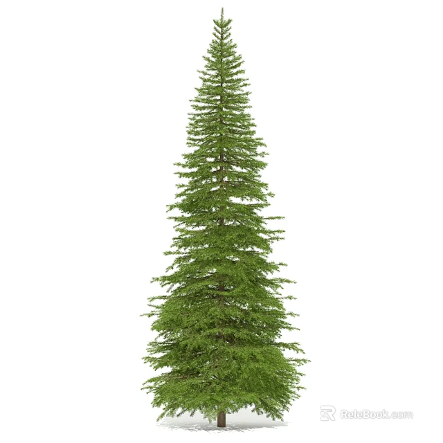 Tall Evergreen Arbor With Dense Foliage And Straight Trunk In Natural Setting 3d model 