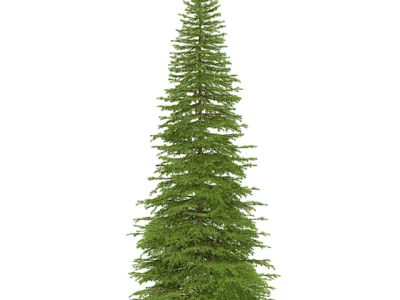 Tall Evergreen Arbor With Dense Foliage And Straight Trunk In Natural Setting 3d model