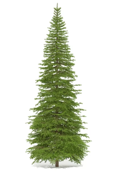 Tall Evergreen Arbor With Dense Foliage And Straight Trunk In Natural Setting 3d model