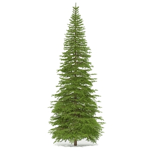 spruce 3d model