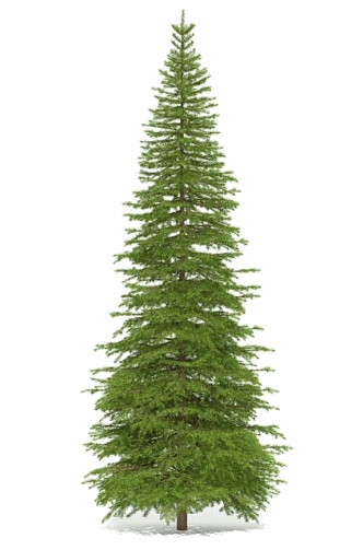 spruce 3d model