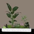 Indoor Plant Combination in White Rectangular Planter with Large Leaves Small Greenery and Purple Flowers