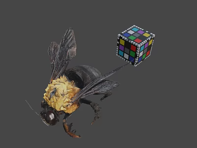 Bumblebee With Yellow Thorax And Colorful Rubik's Cube 3d model