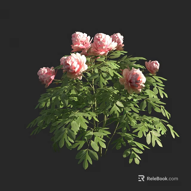 Beautiful Pink Peonies With Multiple Blooms And Lush Green Leaves On Dark Background 3d model 