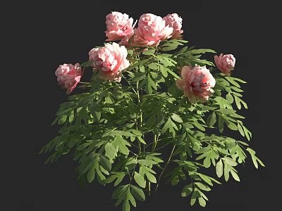 Beautiful Pink Peonies With Multiple Blooms And Lush Green Leaves On Dark Background 3d model