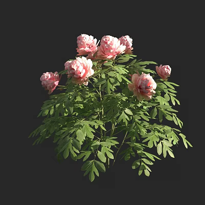Beautiful Pink Peonies With Multiple Blooms And Lush Green Leaves On Dark Background 3d model