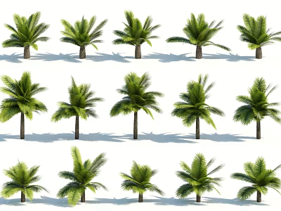 Various Palm Trees With Lush Green Fronds And Tall Trunks Arranged In Rows 3d model