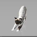 Siamese cat figurine stretching body lying on smooth black surface with reflection 3d model