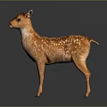 Brown Fawn With White Spots Standing On Dark Background With Reflective Surface 3d model