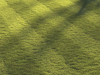 Lush Green Grass Field Basked In Warm Sunlight With Tree Shadows 3d model