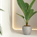 Indoor Potted Plants with Tropical Palm Large Banana Leaves in Black Gray Pots Near Cat